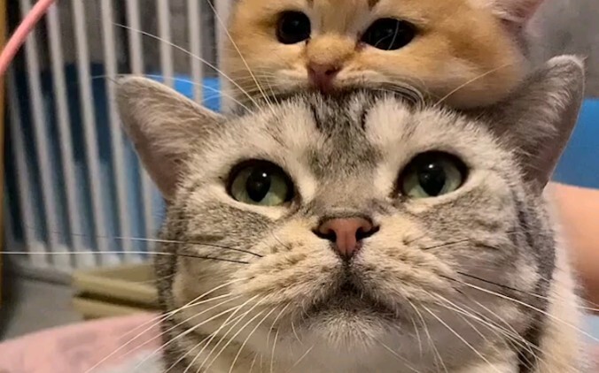 Lại đến lừa bạn sinh mèo con đây!