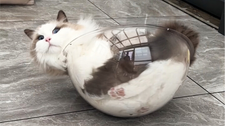 You may not believe it, but the 20-pound cat started spinning