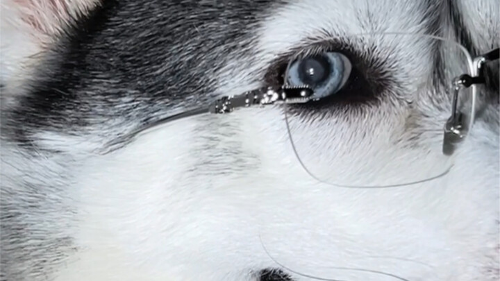 So it turns out that a dog head combined with a rose signifies deep affection.