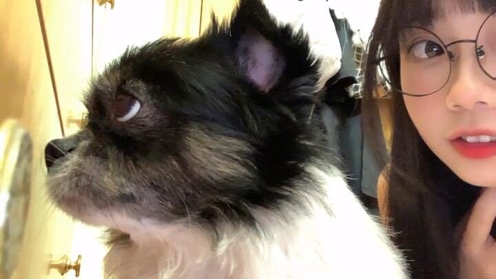 Bắt nạt cún cưng [Kinh dị]