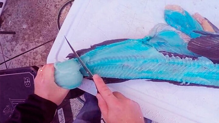 KENAPA DAGING IKAN INI BERWARNA BIRU???