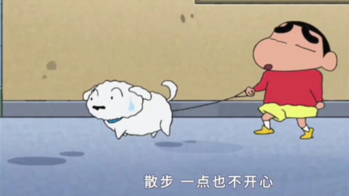 Crayon Shin-chan: Setelah Xiaobai menjadi gemuk, dia selalu terlihat seperti domba kecil yang montok