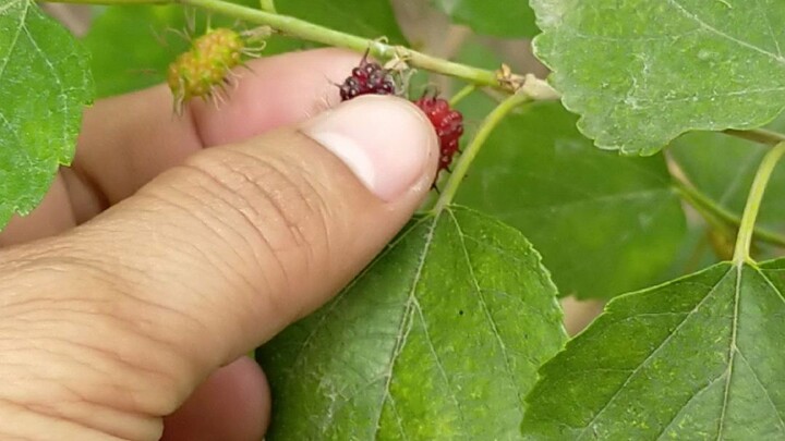 mulberry yummy😘