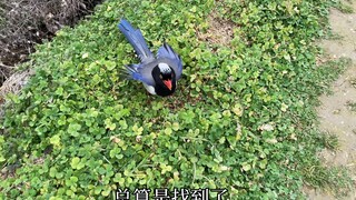 小鸟飞丢五天靠吃垃圾生存，结局感人