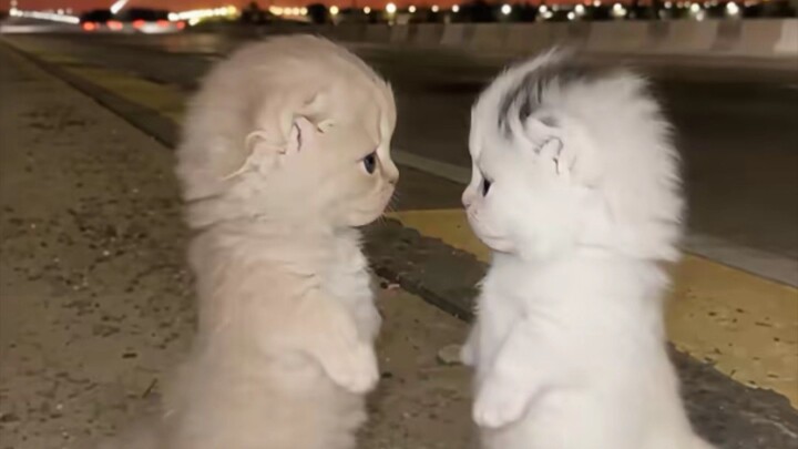 【Kitten Dance Party】Unstoppable Cuteness! 🐱💖