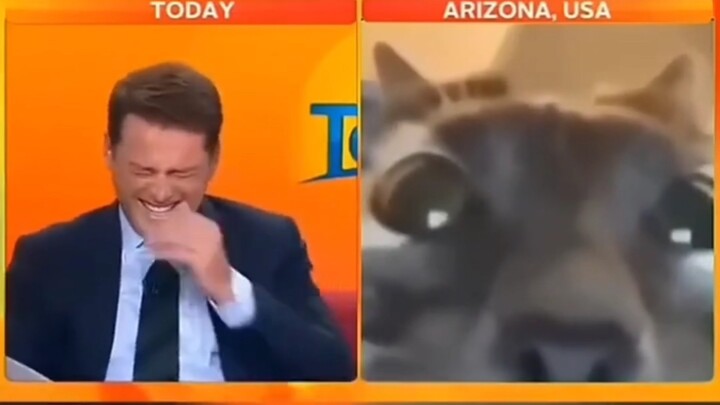 Cat that wandered into the shot