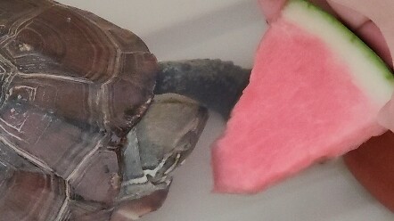 هل تريدين/تريد أن ترى ما الذي تفعله؟