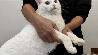 【Animal Circle】How to make your cat realise it is a cat?