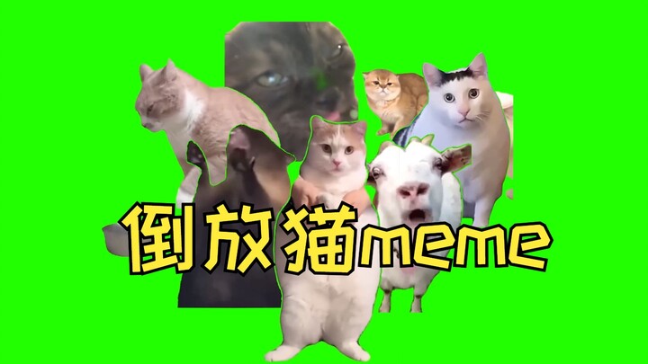 Reverse Cat Meme Material (Customizable) | Cat Meme