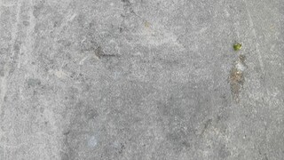 Làm thế nào để đối phó với những lá bài Yu-Gi-Oh giả?