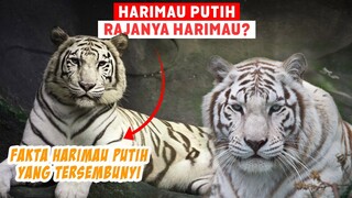 Harimau Putih Rajanya Harimau? Kenapa Bisa Putih? Ini Fakta Harimau Putih yang Sesungguhnya!