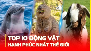 TOP 10 LOÀI ĐỘNG VẬT HẠNH PHÚC NHẤT THẾ GIỚI | HÓNG KHÁM PHÁ