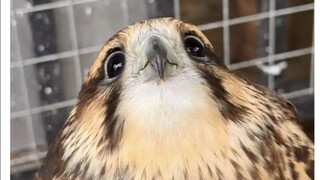 Versi spesial tanpa potongan dari si elang kecil imut yang ingin dilihat oleh para penggemar