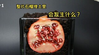 千万别把整片石榴埋土里，不然就会这样了