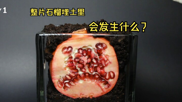 千万别把整片石榴埋土里，不然就会这样了