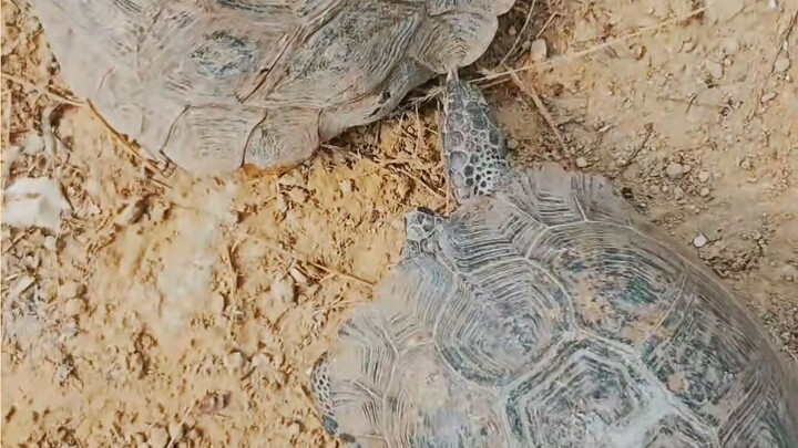 Tortoises in nature - Beautiful moment in village