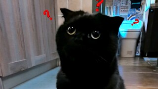 扯多少吃多少大赛！千岁岁也来凑热闹了！