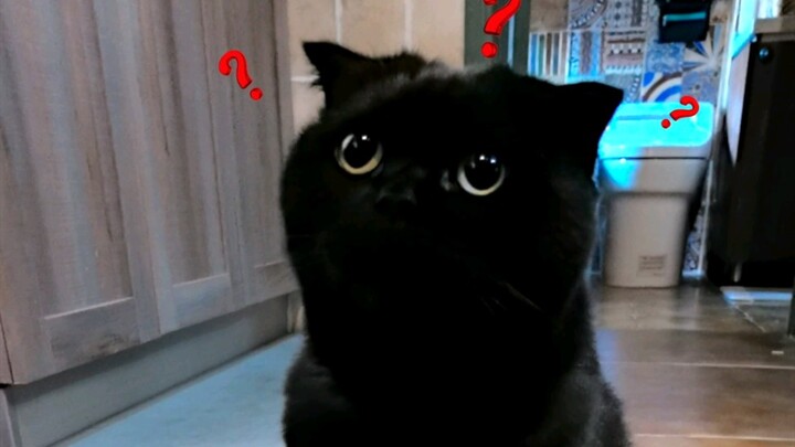 แข่งขันฉีกเท่าไหร่กินเท่านั้น! ชิบะยุยังมาร่วมสนุกด้วย!