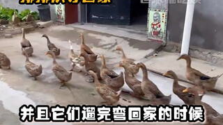 不是说建国以后不许成精的嘛，怎么感觉它们比我聪明#动物#鸭子