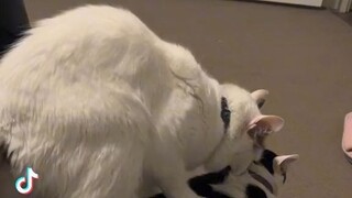 funny cat tiktok