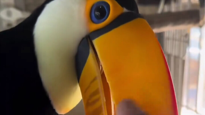 Benar-benar ingin membelai toucan seperti ini
