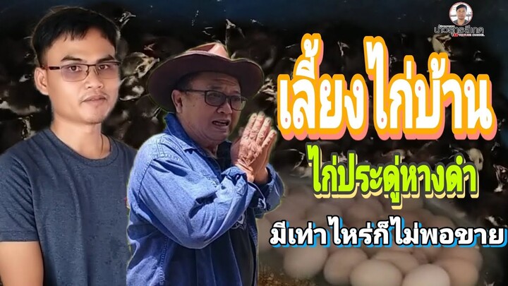 เลี้ยงไก่บ้าน ไก่ประดู่หางดำ เลี้ยงง่าย รอบผลิตเร็ว เป็นที่ต้องการของตลาด