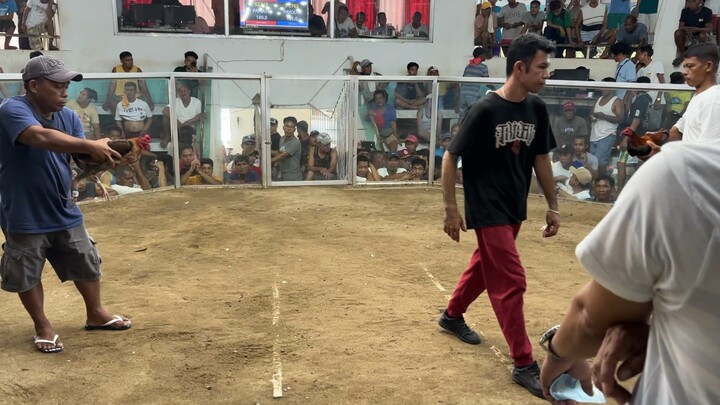 tazmanian devil hennie