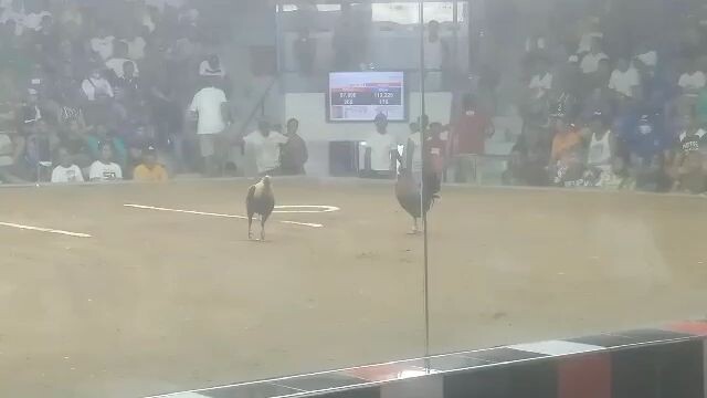 boston greyhatch sayang draw pa