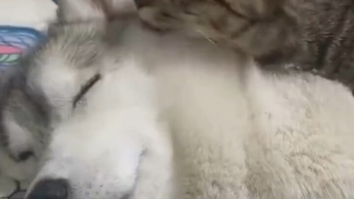 冷知识：地位高的猫才能舔其他猫猫，而地位高的狗才会被其他狗狗舔，所以猫舔狗狗时双方都感觉自己比较高的地位受到了尊重