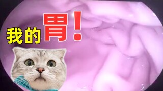 Masukkan kamera ke dalam perut kucing dan lihat seperti apa isinya! Tiba-tiba ia punya nafsu makan.