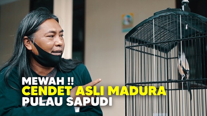 MEWAH !!  , CENDET IDAMAN ASLI PULAU SAPUDI MADURA
