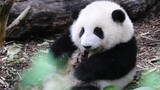 【Panda】Hehua: I gotta hold my wood tight