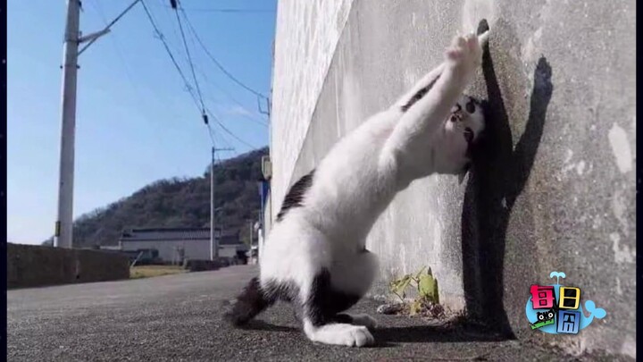 【اليومي المحرج】 ما هذه الحركة الخارقة؟ أنا أعتبرك حبيبي، لكنك تريد أن تصبح مُلاّكي!