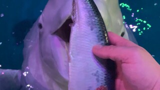 Xiao Hei is showing off his talents!