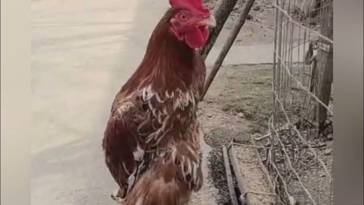 Is this what they call “standing chicken fighting”?!?