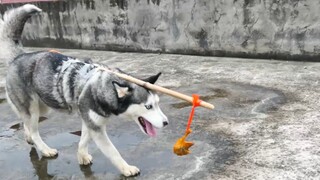 主人把鸡腿绑在哈士奇头上，二哈接下来的操作，让主人大吃一惊！