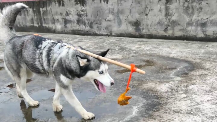 Người chủ buộc chân gà vào đầu chú chó husky, thao tác tiếp theo của Erha khiến người chủ bất ngờ!