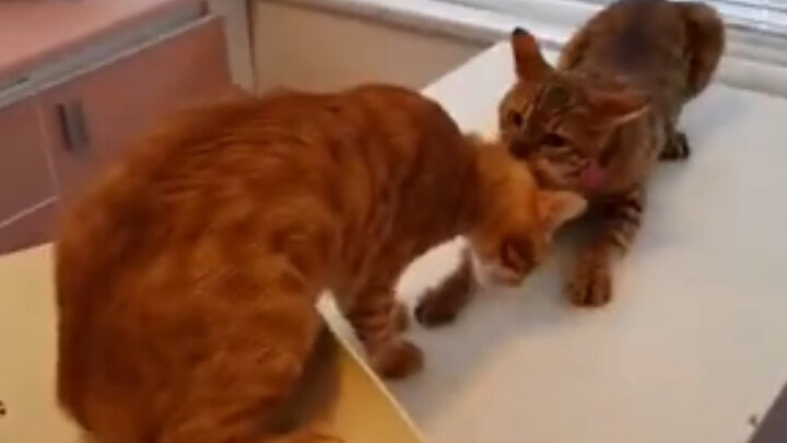 Egg-Caring Cat Hero