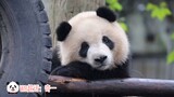 大熊猫奇一，不开心，还有点委屈