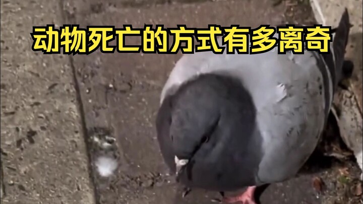 动物离奇死亡鉴定81