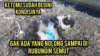 Astagfirullah Kucing Mati Di pinggir Kuburan Tapi Aneh Kondisinya Kok Begini..!