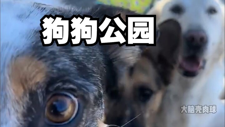 When you sit down at the dog park, be like: