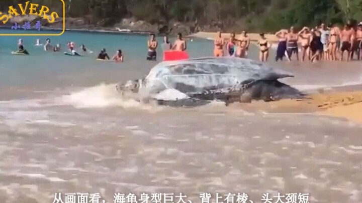 World’s Largest Sea Turtle Makes a Stunning Appearance on the Beach