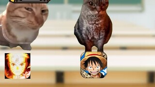 The best seat for peaceful coexistence