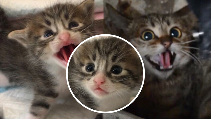 [Animals]Why is this half-month kitten so fierce?