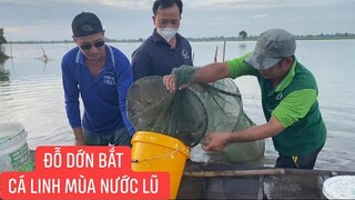 Đỗ dớn kiếm Cá Linh tươi làm món ăn đặc sản mùa nước lũ cá linh nhúng giấm.