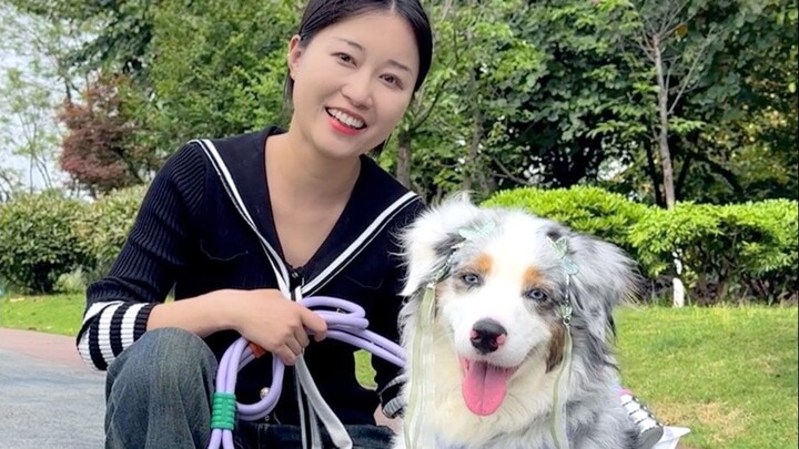 พาไปเดินเล่นกับออสซี่เมอร์ลีที่น่ารักที่สุดในเน็ต!