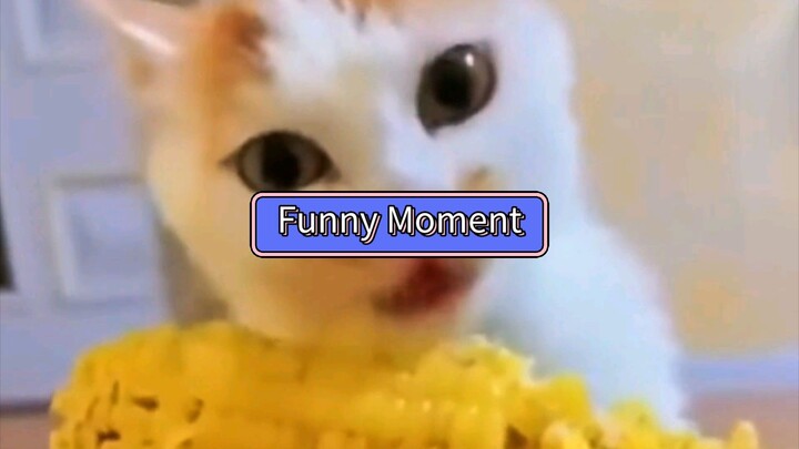 Funny Cat Moments... 🐱