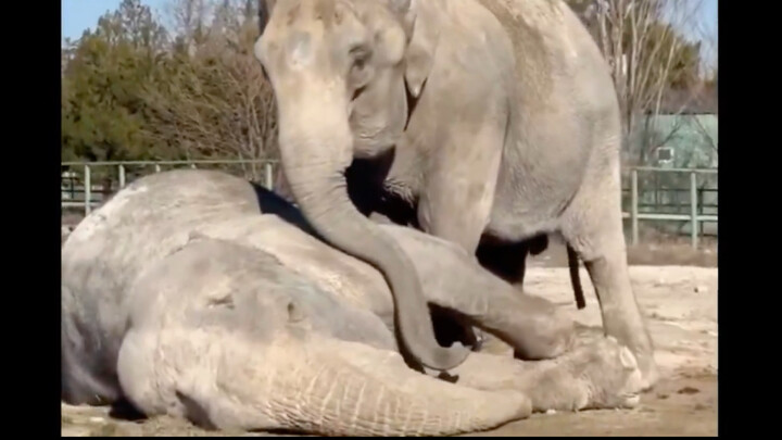 A circus elephant’s companion of 25 years has passed away: the duo shares a heartfelt, lingering emb