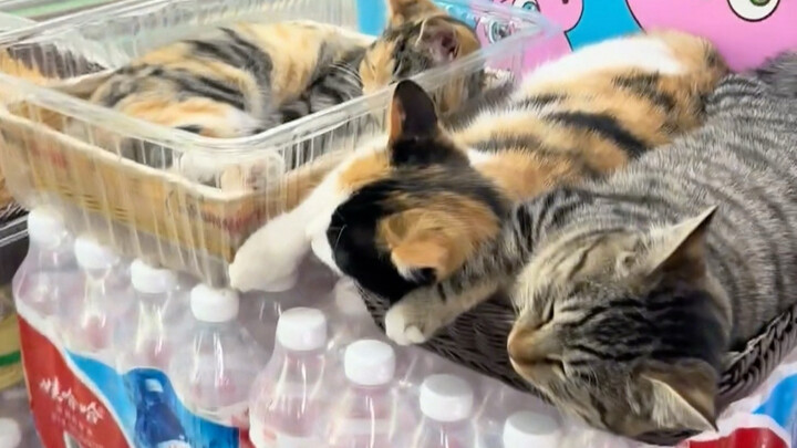 The Cat Store Manager at the Convenience Store